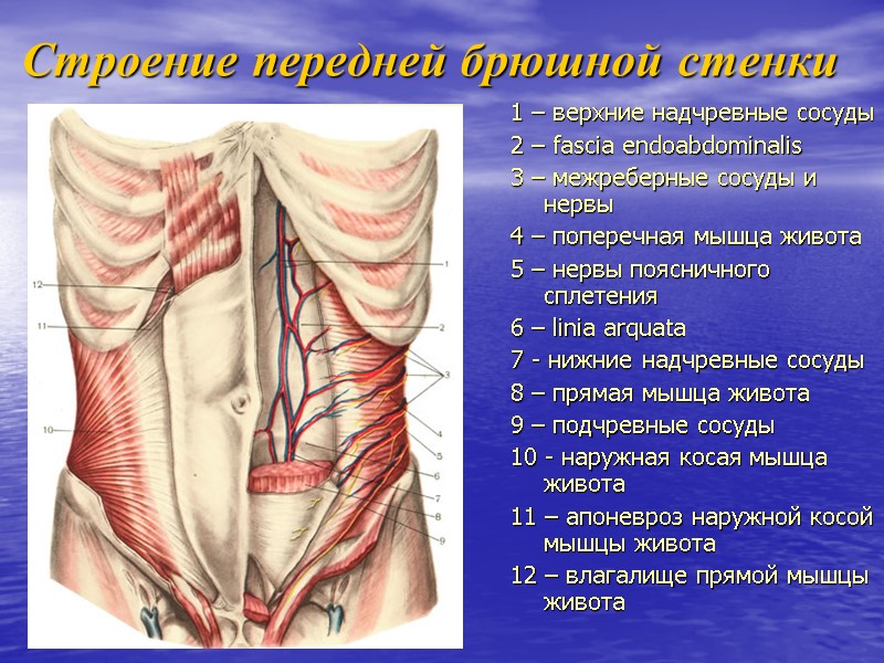 Строение передней брюшной стенки 1 – верхние надчревные сосуды 2 – fascia endoabdominalis 3